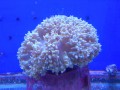GREEN BUBBLE CORAL